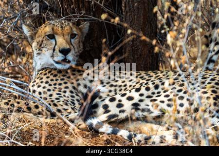 Cheetah resting in dry savanna vegetation, partially hidden among trees and branches, in Kenya’s wilderness. Stock Photo
