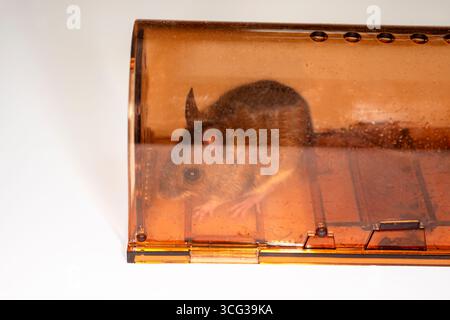 Humane mouse trap Stock Photo