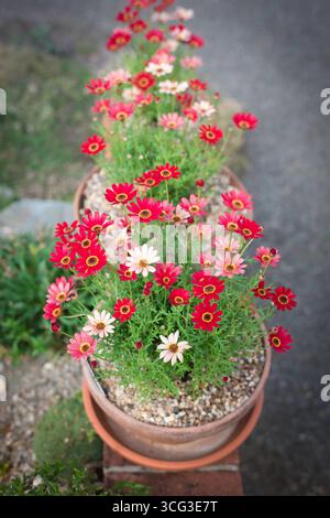 Argyranthemum Grandaisy, view of an arrangement of terracotta pots containing flowering examples of Argyranthemum Grandaisy 'Red Orange'. Stock Photo