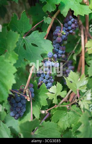 Grapes red, view of a cluster of red grapes growing on the vine in summer. Stock Photo