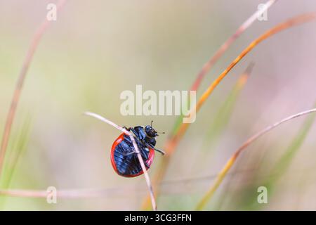 Ladybug climbing on a blade of grass Stock Photo