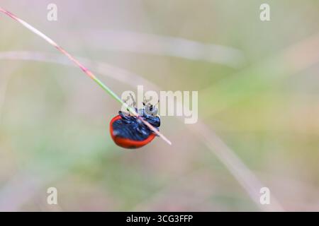 Ladybug climbing on a straw up and down Stock Photo