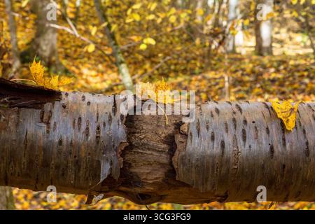 Log of wood with autumn leaves in the woods Stock Photo