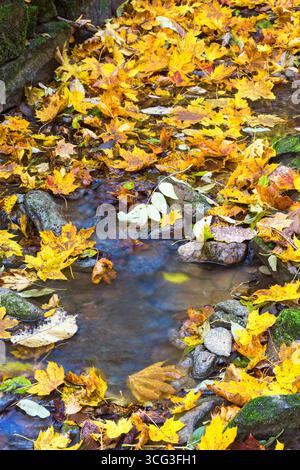 Stream with autumn maple leaves in the water Stock Photo