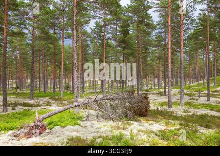 Pine tree that have fallen in the woods Stock Photo