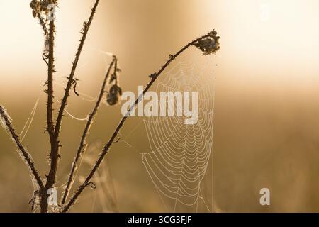 Morning dew on spider web on a thistle Stock Photo