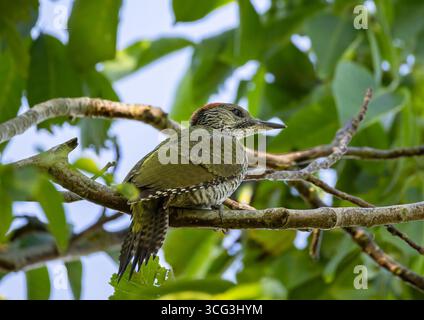 A colourful juvenile Green Woodpecker (Picus viridis) perched high in a walnut tree. Suffolk, UK Stock Photo