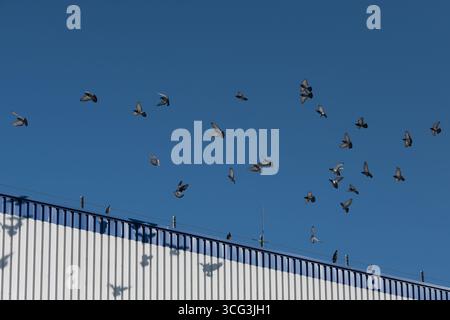 Flying pigeons in the sunlight and corrugated iron warehouse building and blue sky Stock Photo