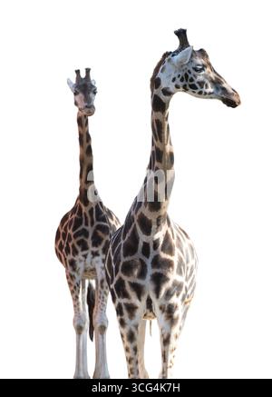 two giraffes isolated on white background Stock Photo