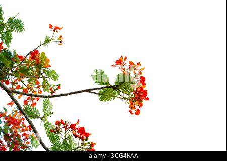 Royal Poinciana Branch with Red Flowers and Green Leaves Isolated on White Background Stock Photo