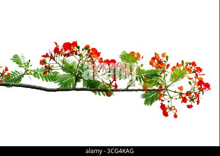 Royal Poinciana Branch with Red Flowers and Green Leaves Isolated on White Background Stock Photo
