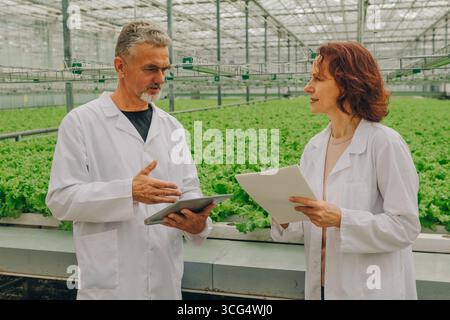 Two agricultural scientists in white lab coats discussing research findings while standing in a greenhouse filled with vibrant green lettuce Stock Photo