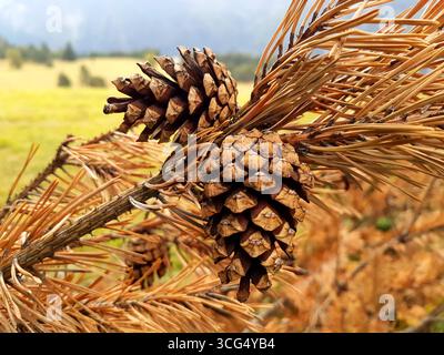 Close-up of two conifer cones with brown pine needles in warm autumn light Stock Photo