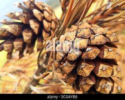 Close-up of two conifer cones with brown pine needles in warm autumn light Stock Photo