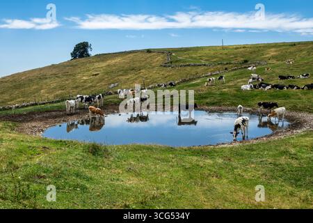 a herd of cows gathered around a small pond in a mountain pasture. Some cows are drinking and standing in the water, while others are resting on the g Stock Photo