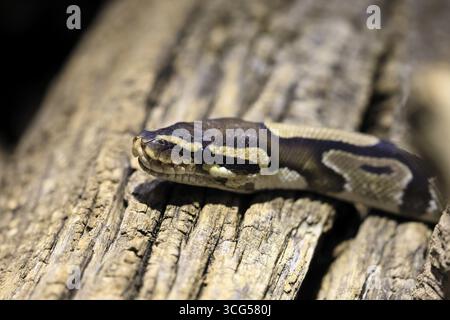 King python, (Python regius), adult, resting, portrait, captive, Central Africa, West Africa Stock Photo