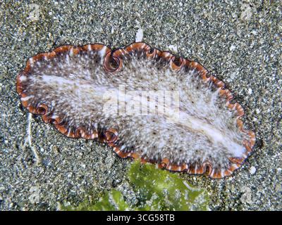 Light-coloured, wave-shaped flatworm with orange wavy edges, reddish-brown swirl worm (Pseudoceros) lying on a sandy bottom. Dive site Secret Bay, Gil Stock Photo