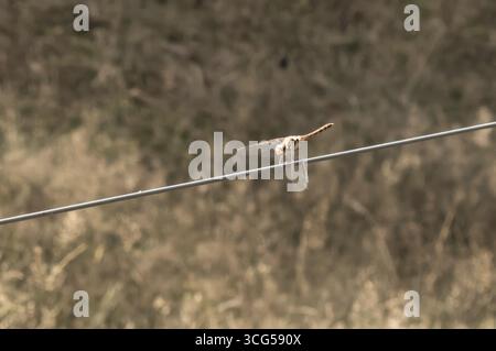 Orange dragonfly resting on a wire with blurred background in borken, germany Stock Photo