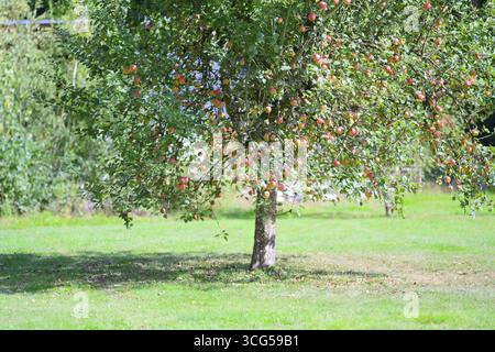 An apple tree stands in the garden, covered with many ripe, red apples. The grasses are green and the sun is shining on the magnificent fruit waiting Stock Photo