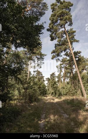 Dirt road going through a pine forest on a sunny summer day Stock Photo