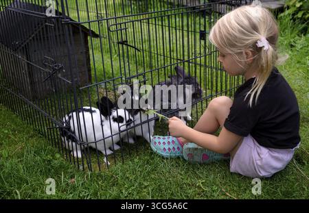 Girl, 4 years, blonde, feeds three rabbits with dandelion, rabbit hutch, animal love, Seeg, Ostallgaeu, Allgaeu, Swabia, Bavaria, Germany Stock Photo