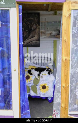 Black and white cat sleeping peacefully on a bed inside a colourful summerhouse, with crochet sunflower blanket and homely decor. Stock Photo
