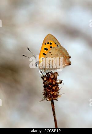 Small Copper perched on seed head.  Perham Down, Andover, Hampshire, England. Stock Photo