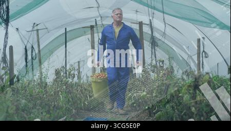 Walking farmer in blue overalls carrying yellow bucket of red tomatoes in greenhouse by blue crate Stock Photo