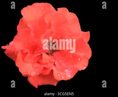 Red rose flower with dewdrops on petals, isolated against a black background. Stock Photo