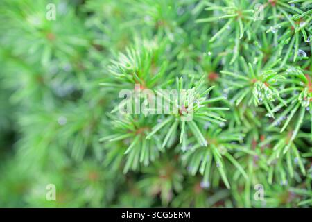 Fresh green needles of a dwarf pine shrub are covered in small water droplets. Stock Photo