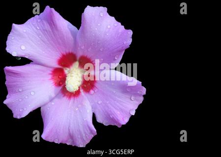 A pink hibiscus syriacus flower with water droplets rests against a solid black background. Stock Photo