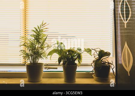 Three potted plants are arranged on a windowsill, basking in warm sunlight filtered through blinds. The tranquil setting enhances the natural beauty o Stock Photo