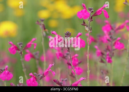 Salvia x jamensis 'Raspberry Royale' Stock Photo - Alamy