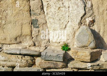 Weathered stone wall displays a mix of light and dark stones with a small green plant thriving in a crevice, showcasing resilience in a bright, sunny Stock Photo
