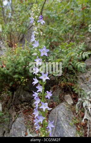 Chimney bellflower (Campanula pyramidalis) flowering on a limestone hillside, Novigrad, Zadar county, Croatia, September. Stock Photo
