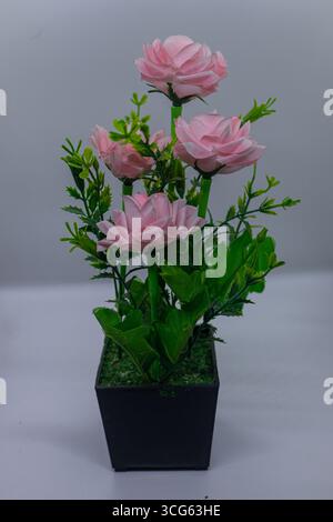 Artificial Pink Daisy Flowers in Black Pot on White Background. Stock Photo