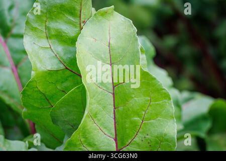 Close up on leaves of beetroots grown in backyard vegetable garden in Poland Stock Photo