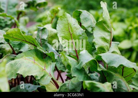 Close up on leaves of beetroots grown in backyard vegetable garden in Poland Stock Photo