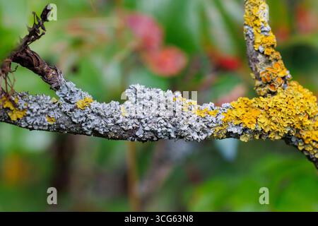 Macro closeup of a fruit tree branch covered with yellow lichen on bark Stock Photo