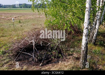 Burned grass and branches on a meadow after a lightning strike near trees, Masovian Voivodeship, Poland Stock Photo
