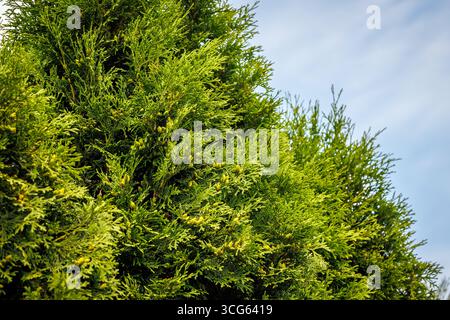 Row of thuja plants as a natural fence - popular in Poland Stock Photo