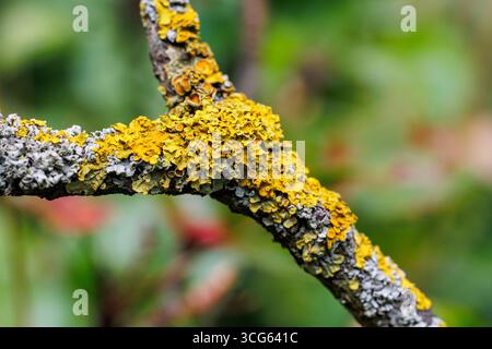 Macro closeup of a fruit tree branch covered with yellow lichen on bark Stock Photo