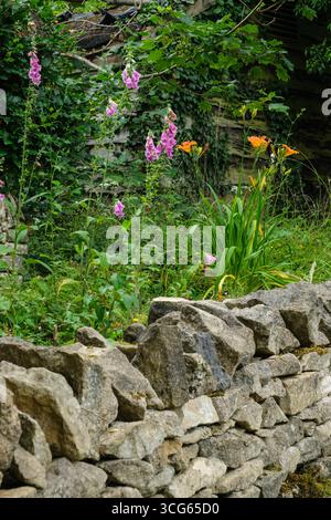 Cotswolds, England, U.K. Stone Wall and Wildflowers along the Cotswold Way, Gloucestershire. Stock Photo