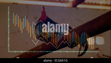 Perching rooster displaying black feathers, red comb on beam in barn, overlaid with financial chart Stock Photo