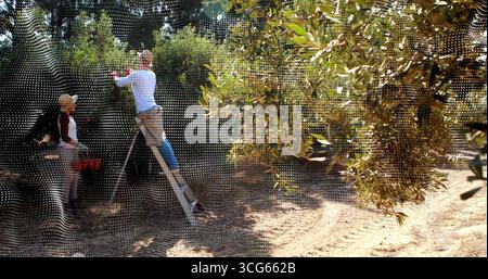 Harvesting farmers wearing gloves on ladder picking olives from branches in olive grove, red crate Stock Photo