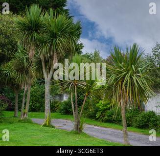 Camelford, Cornwall, England, U.K. Cornwall Palms, Cabbage Palms. Cordyline australis. Stock Photo
