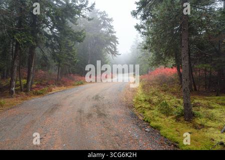 Empty winding gravel road through a evergreen forest on a foggy autumn day Stock Photo