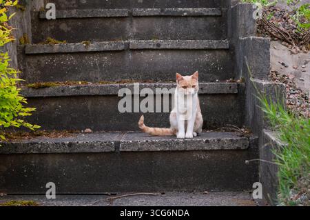 A cat is sitting on a set of stairs. The cat is orange and white. The stairs are made of concrete Stock Photo