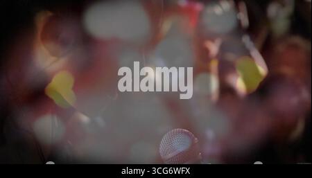Showing handheld microphone head focusing on stage, capturing red yellow white bokeh lights Stock Photo