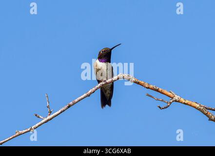 A Black-chinned Hummingbird rests atop a thin branch against a blue sky on a sunny day. Stock Photo